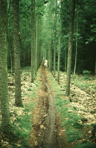 Der matschige Wege durch den endlosen Wald