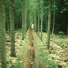 Der matschige Wege durch den endlosen Wald