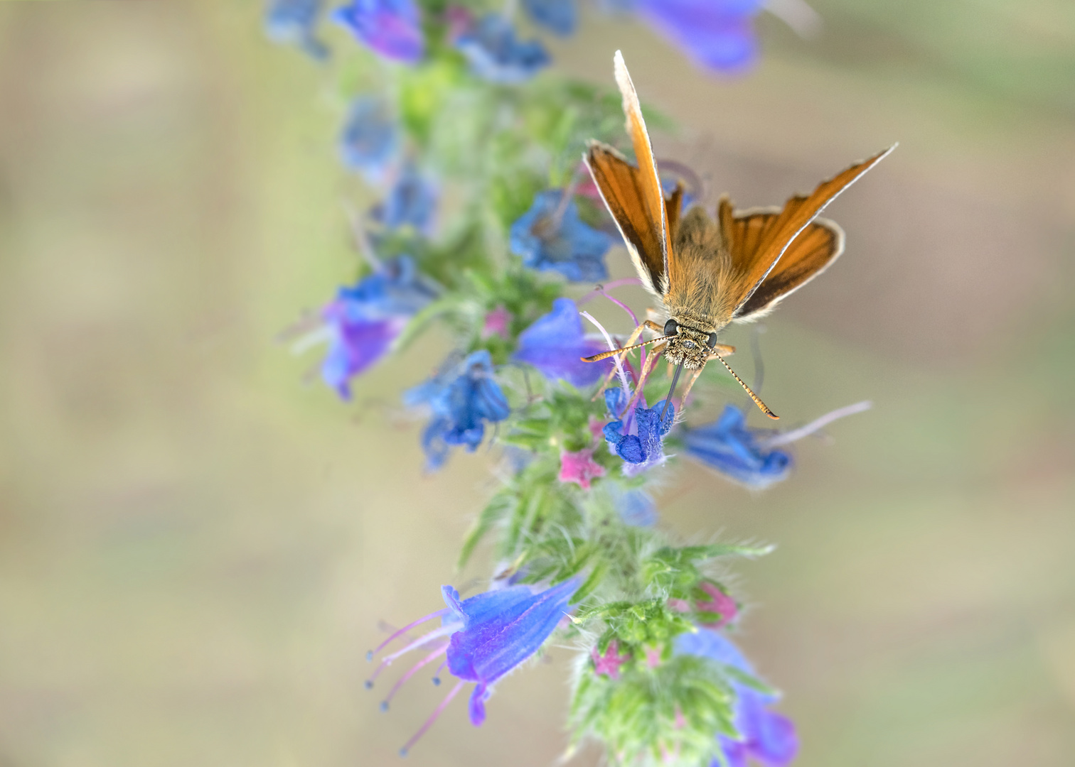 Der Mattscheckige Braun-Dickkopffalter (Thymelicus acteon)