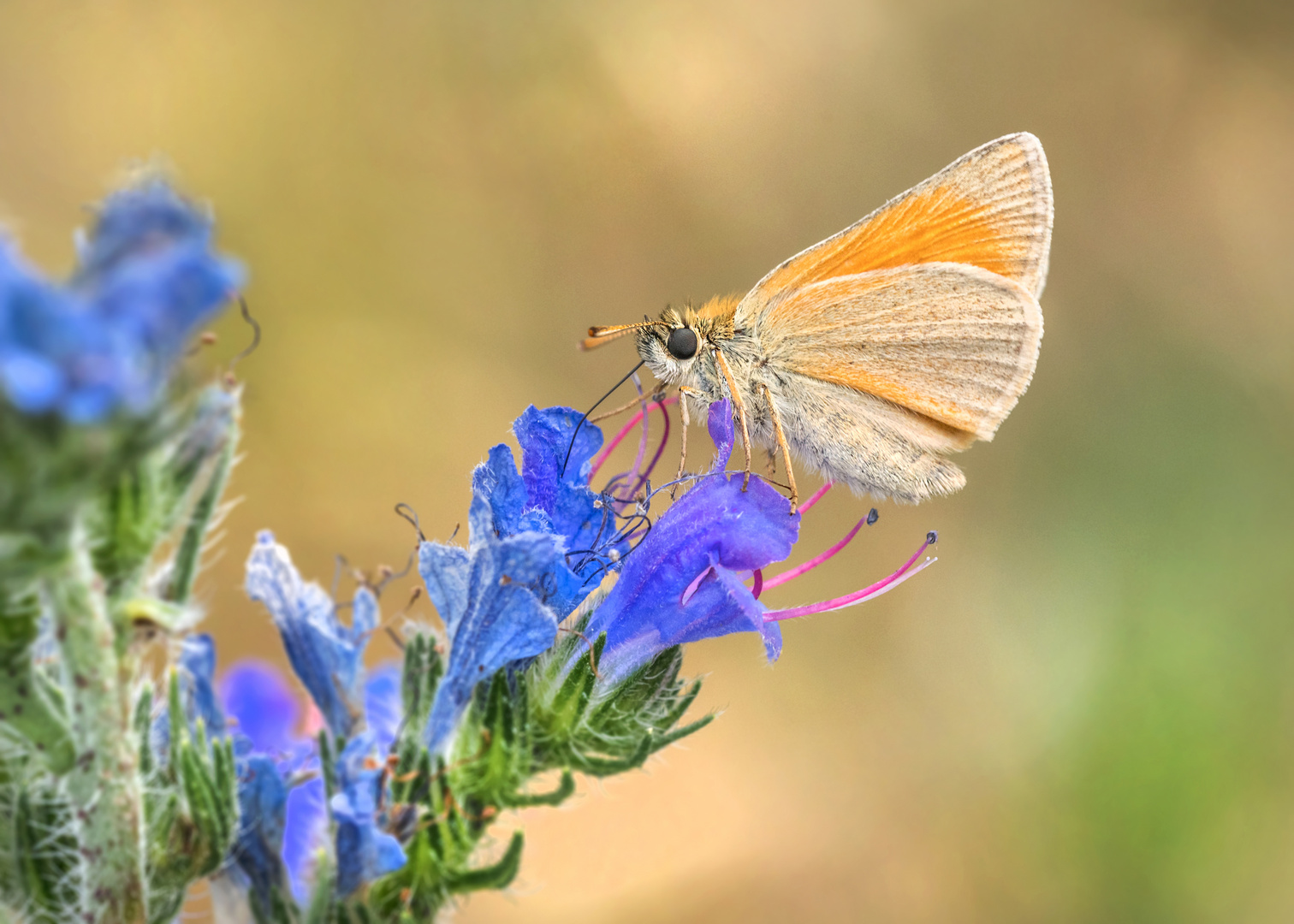 Der Mattscheckige Braun-Dickkopffalter (Thymelicus acteon)