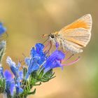 Der Mattscheckige Braun-Dickkopffalter (Thymelicus acteon)