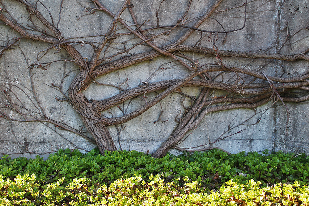 der "Mauer-Baum"