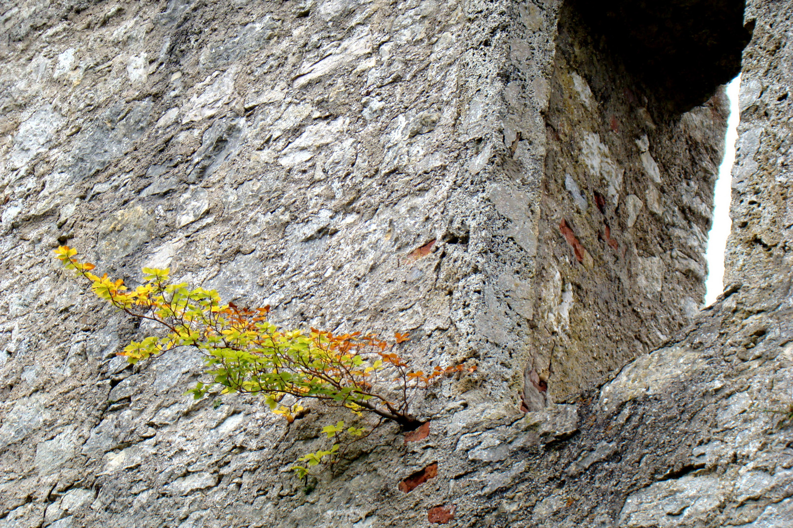 Der Mauer entsprungen