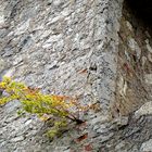 Der Mauer entsprungen