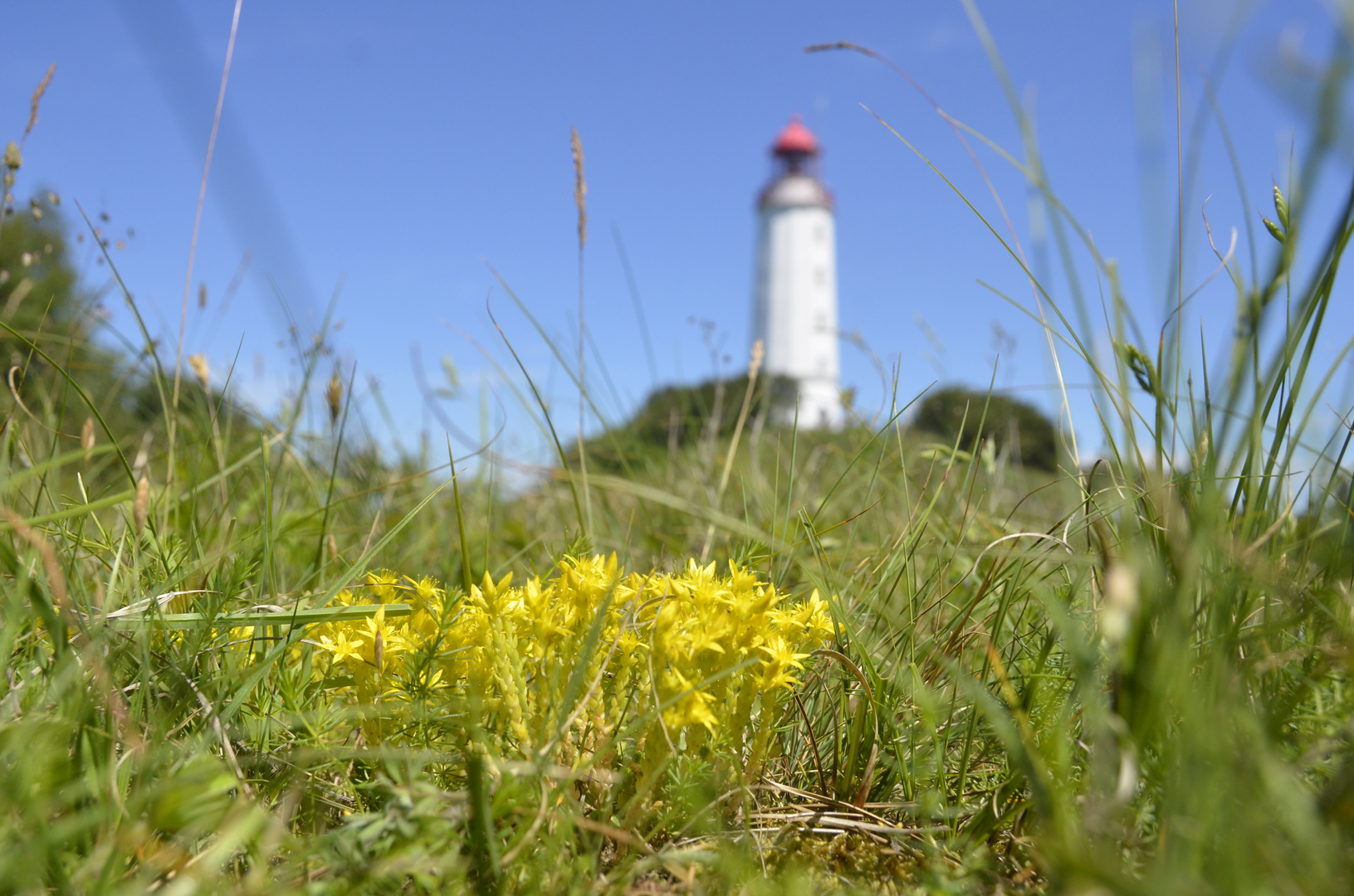 der Mauerfeffer  in der Natur 