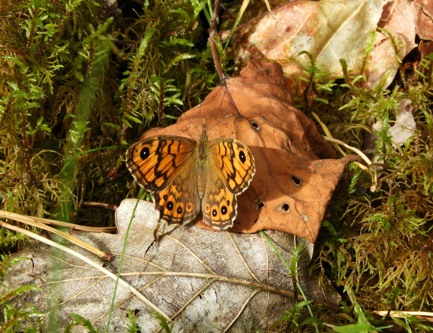  Der Mauerfuchs