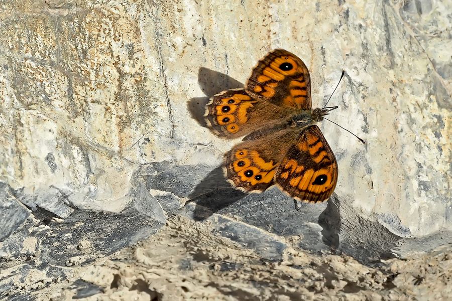 Der Mauerfuchs macht seinem Namen alle Ehre!
