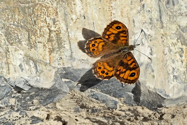 Der Mauerfuchs wendet sich immer dem Licht zu.