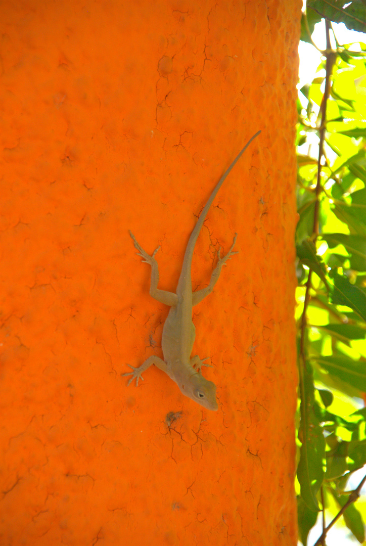 Der Mauergekko heißt Mauergekko, weil er an der Mauer geh ko...