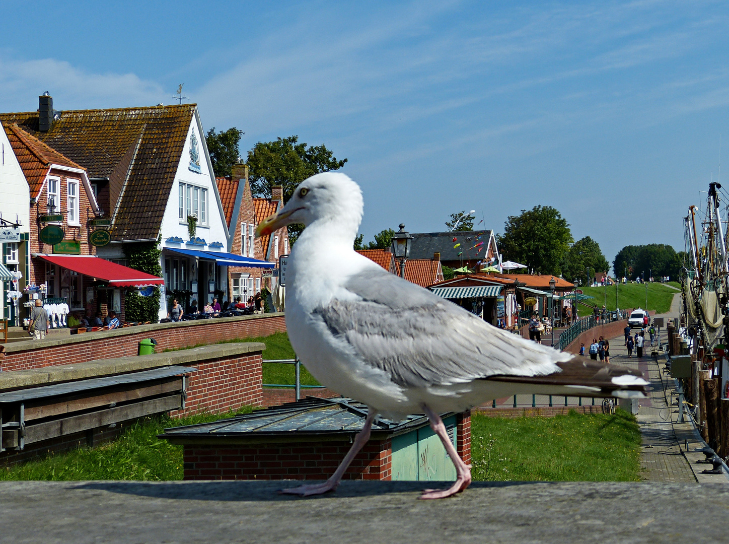 Der Mauerläufer von Greetsiel