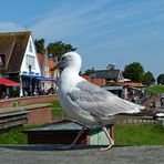 Der Mauerläufer von Greetsiel