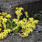 Der Mauerpfeffer - Sedum acre