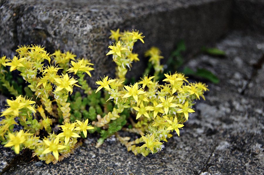 Der Mauerpfeffer - Sedum acre