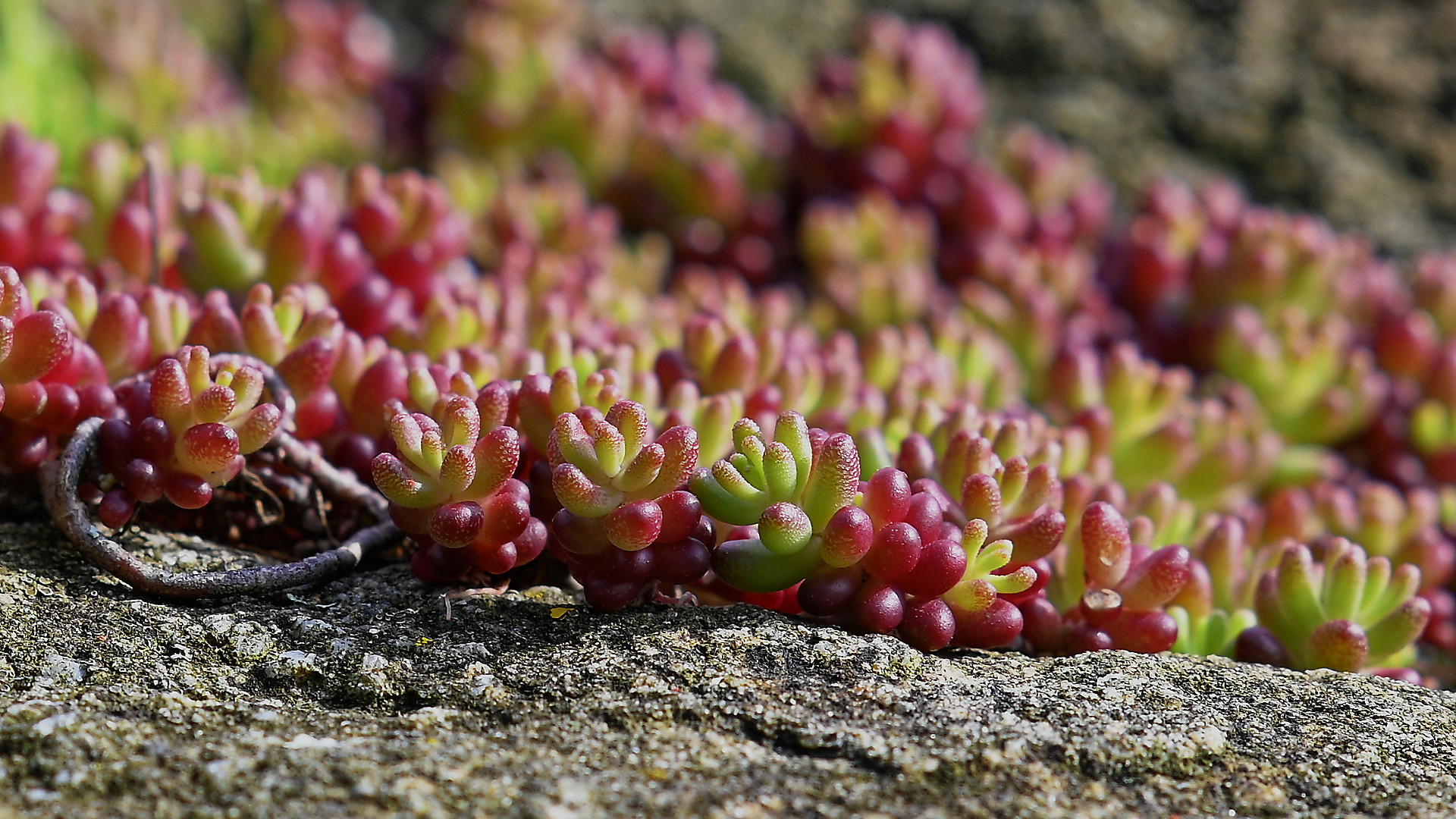 Der Mauerpfeffer (Sedum) hier hat irgendwie eine Anmutung wie ein Korallenstock!