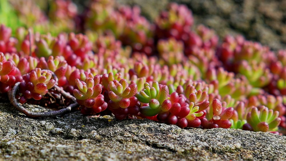 Der Mauerpfeffer (Sedum) hier hat irgendwie eine Anmutung wie ein Korallenstock!