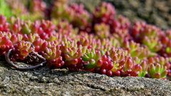 Der Mauerpfeffer (Sedum) hier hat irgendwie eine Anmutung wie ein Korallenstock!