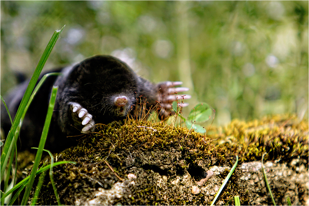 der Maulwurf Grabowski.... Foto & Bild | tiere, wildlife, säugetiere Bilder auf fotocommunity