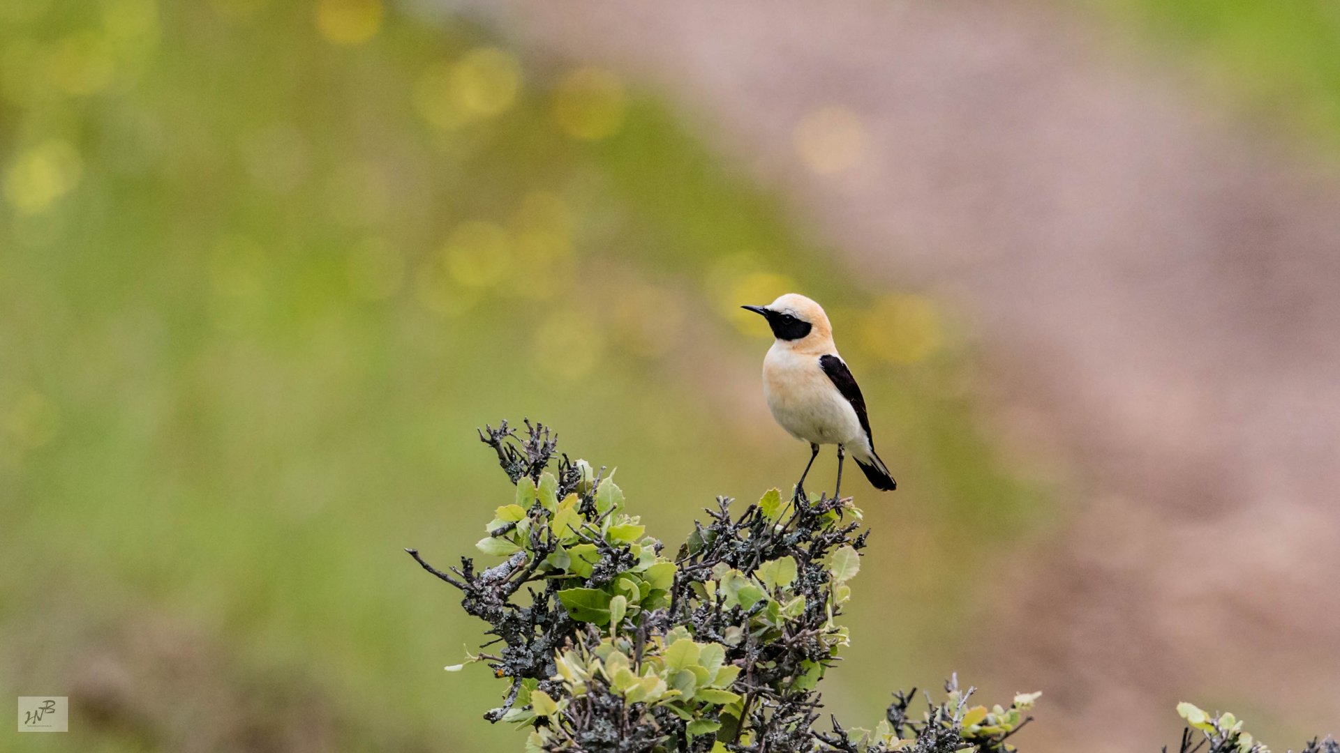 Der Mauritanische Steinschmätzer (Oenanthe hispanica)