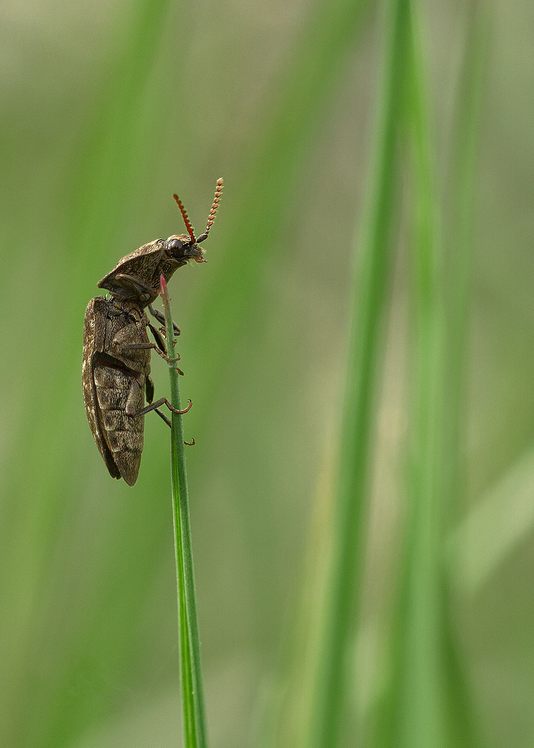 Der Mausgraue Schnellkäfer (Agrypnus murinus)