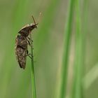 Der Mausgraue Schnellkäfer (Agrypnus murinus)