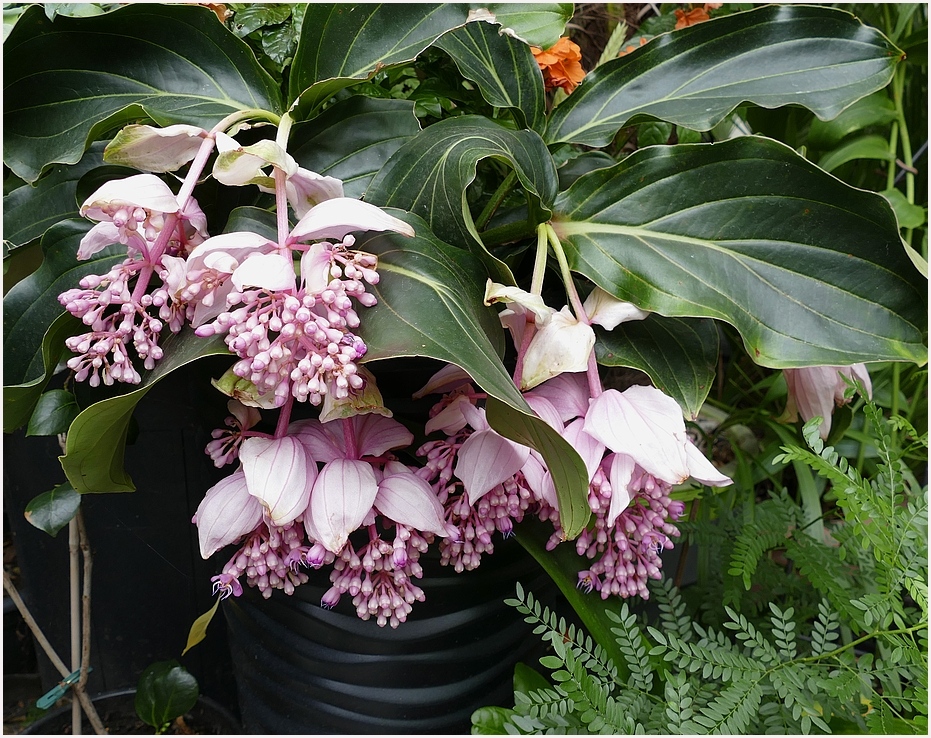 Der Medinilla