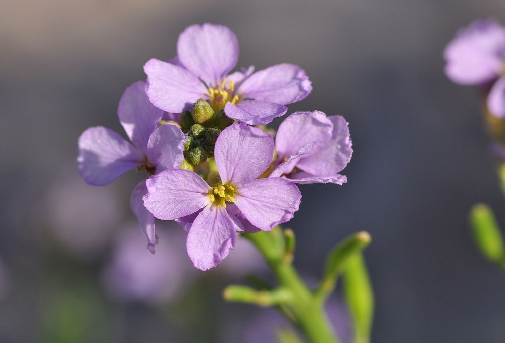 Der Meersenf (Cakile maritima)