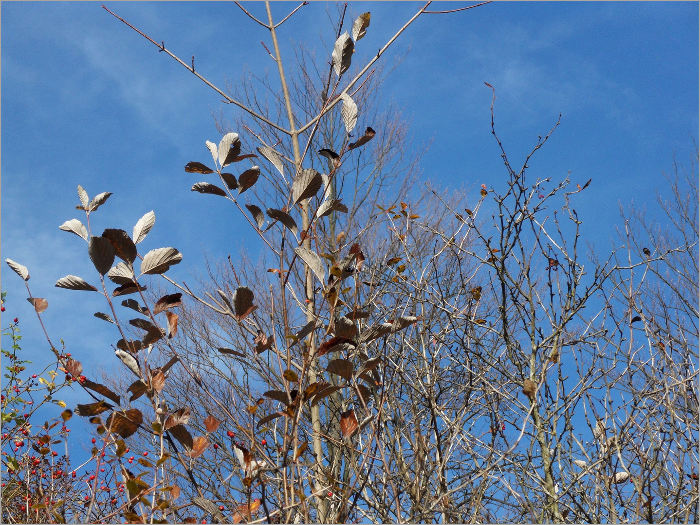 der Mehlbeerbaum (Sorbus aria)..