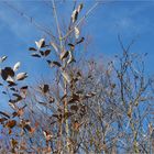 der Mehlbeerbaum (Sorbus aria)..