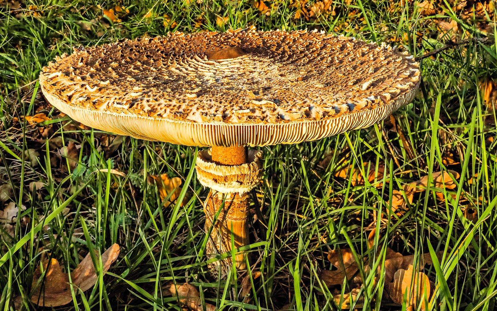 Der mehr als tellergrosse Pilz auf der Wiese