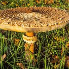 Der mehr als tellergrosse Pilz auf der Wiese