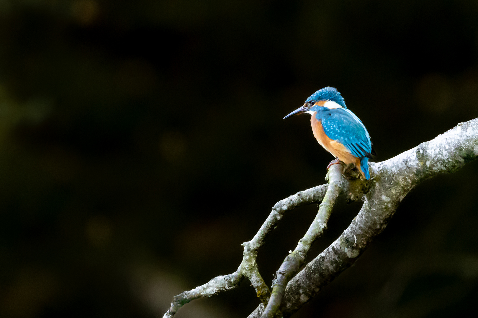 Der meist fotografierte Vogel. 