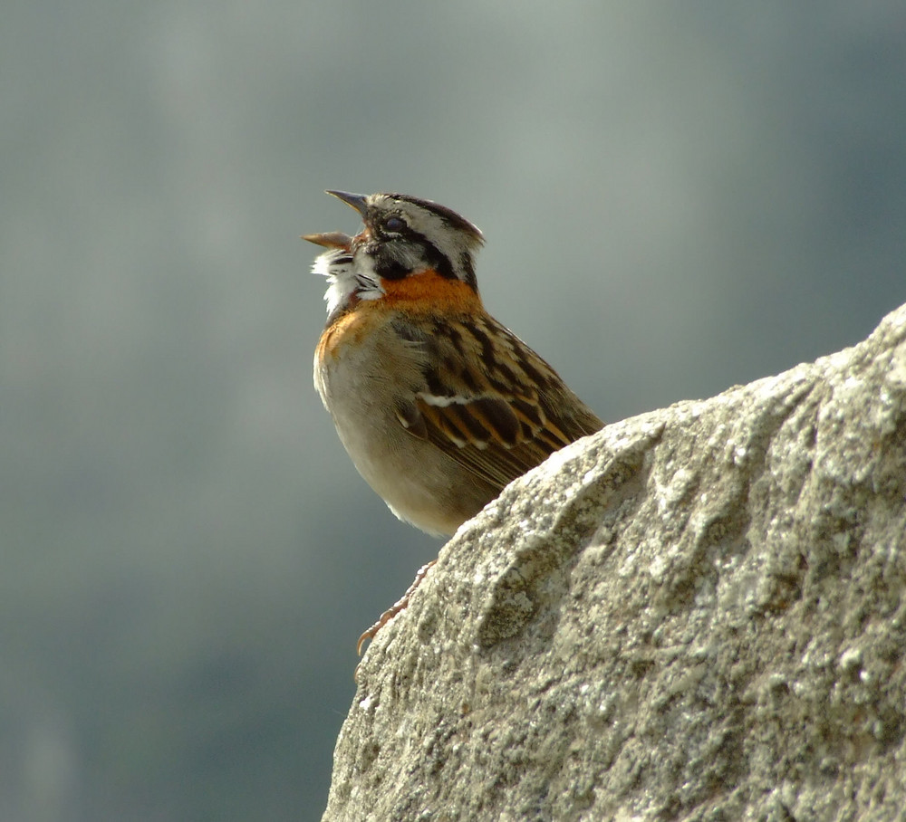 Der Meistersänger von Machu Picchu