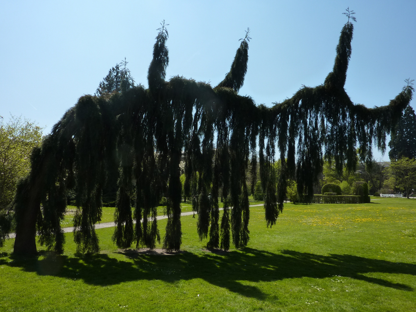 Der meistfotografierte Baum im Botanischen Garten in Karlsruhe