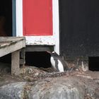 Der meistphotographierte Pinguin in der Antarktis