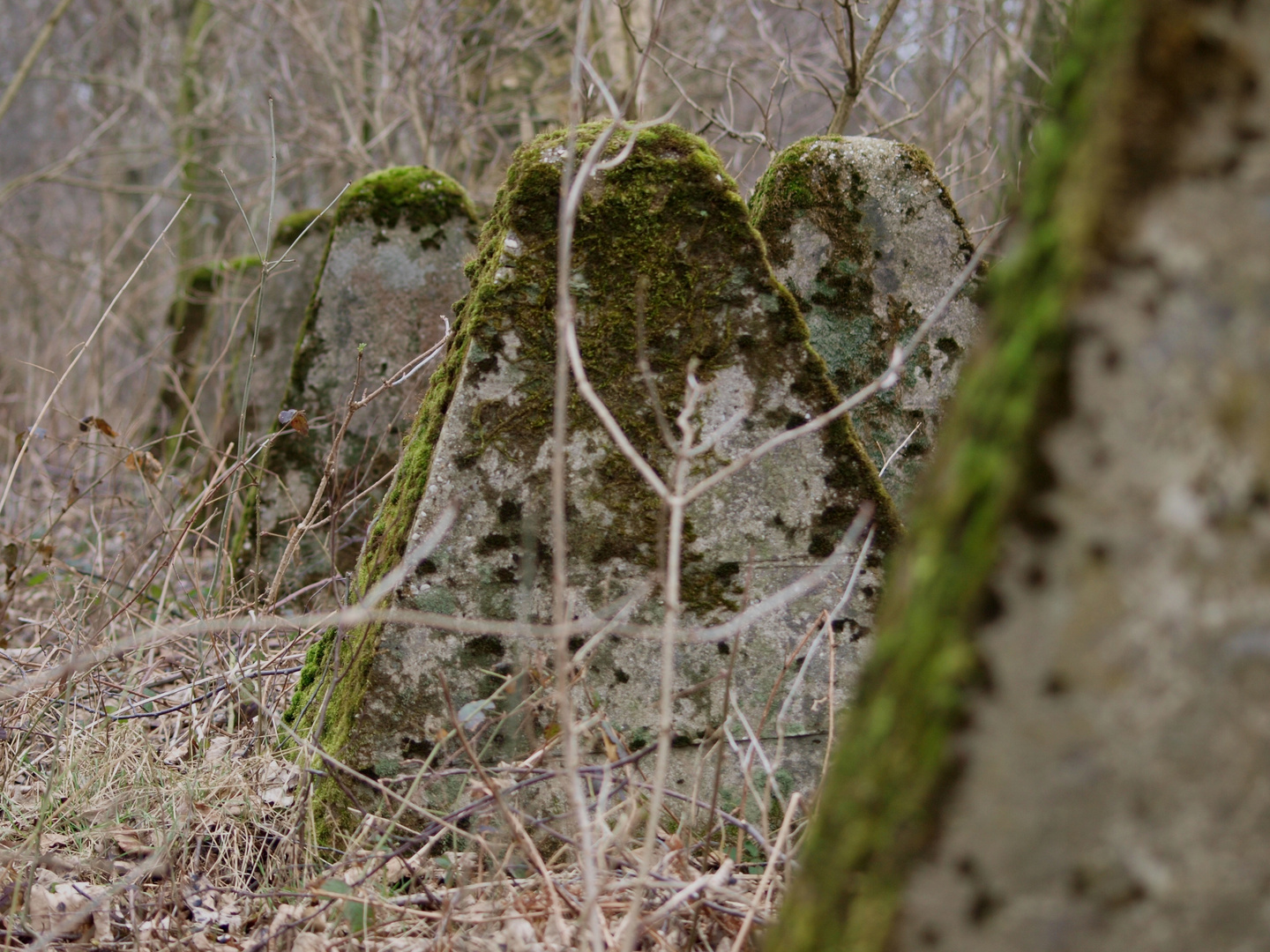 Der Mensch, der Krieg, die Natur !