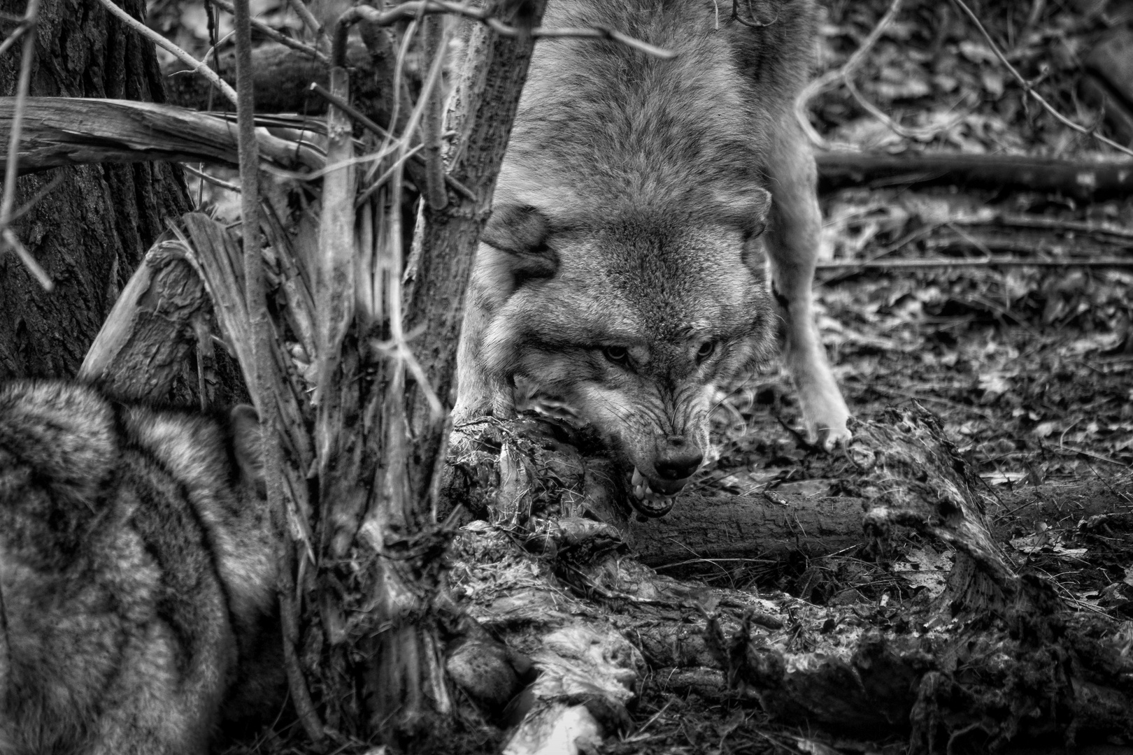 Der Mensch schaut, wo es geradeaus geht; der Wolf, wo es geschützter ist