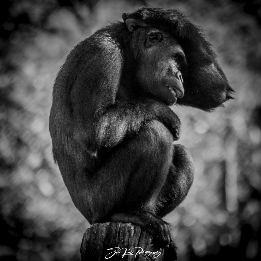 Der Mensch stammt vom Affen ab Foto & Bild | zoo-fotografie , affen ...