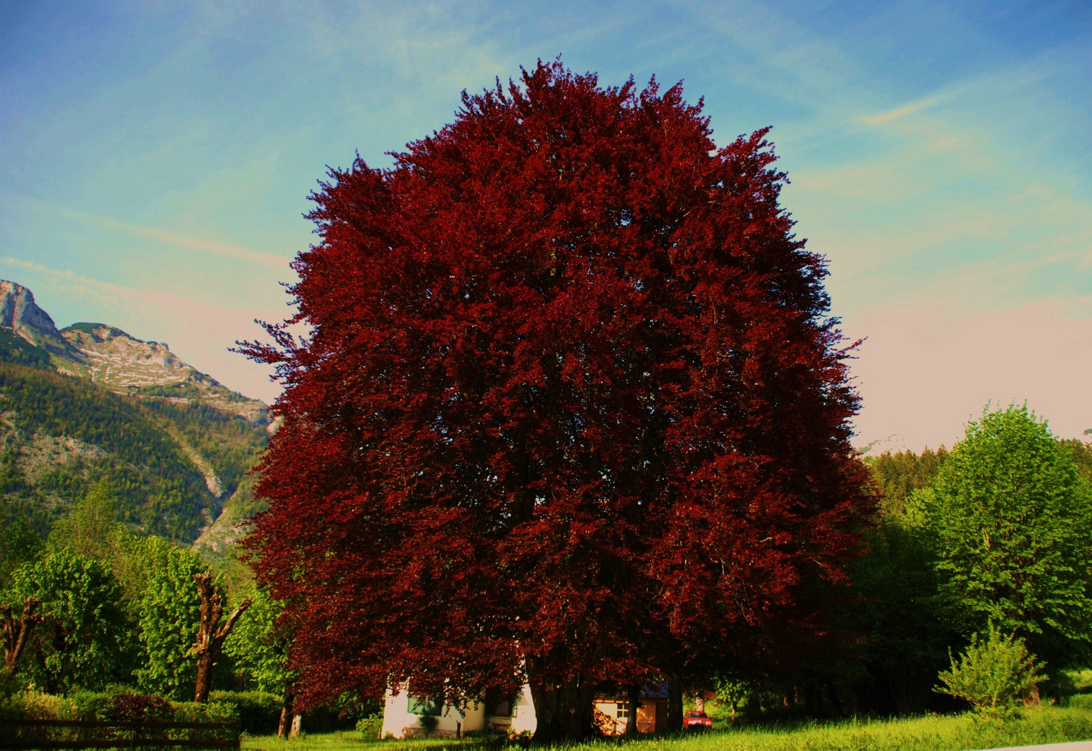 Der Mercedes unter den Bäumen     ( Fagus sylvatica purpurea )