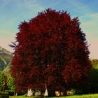 Der Mercedes unter den Bäumen     ( Fagus sylvatica purpurea )