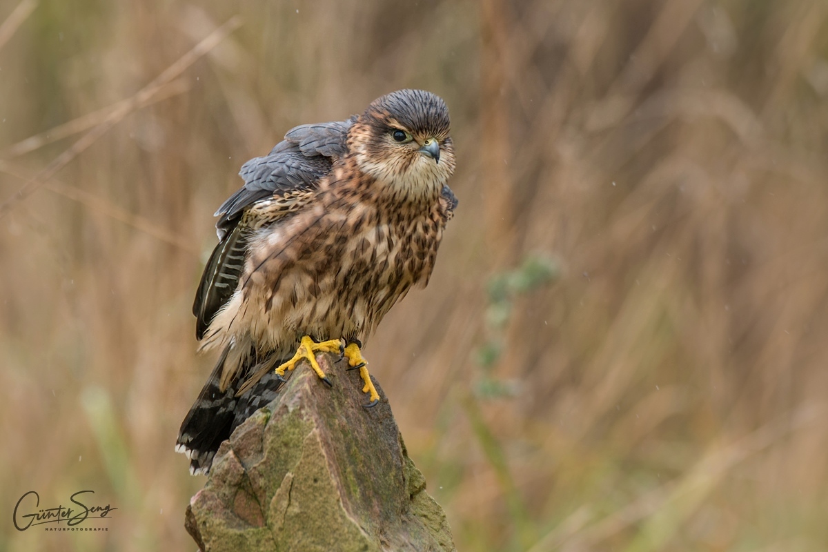 Der Merlin (Falco columbarius)