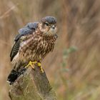 Der Merlin (Falco columbarius)