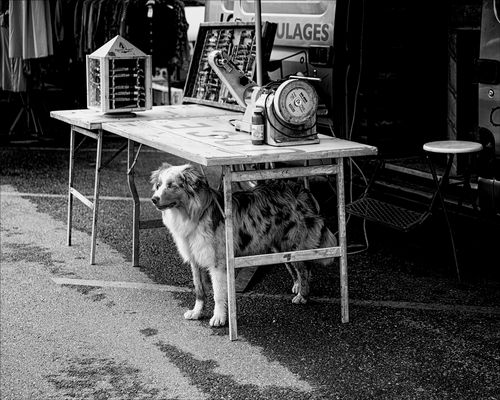 der messerschleifer und sein weniger scharfer hund.