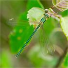 Der metallische Glanz der Weidenjungfer (Chalcolestes viridis) . . .