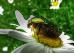 Der metallische Rosenkäfer