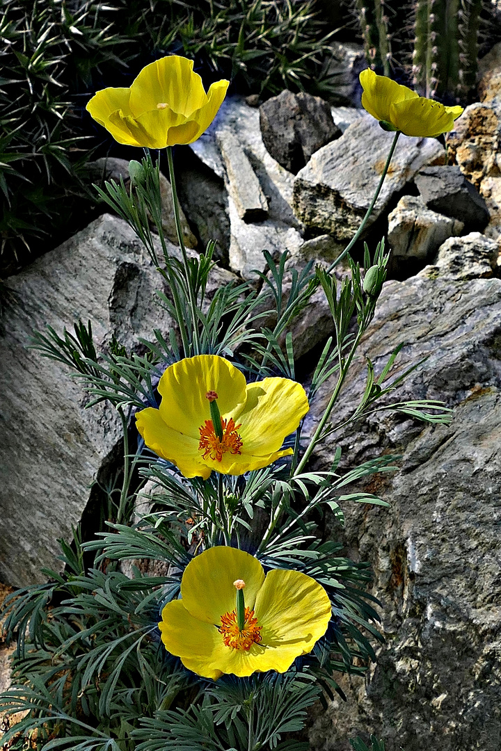 Der Mexikanische Tulpenmohn . . .