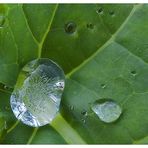 der Microkosmos eines Wassertropfens