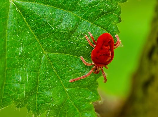 DER MIKROJÄGER AUF BLATTPATROULLIE