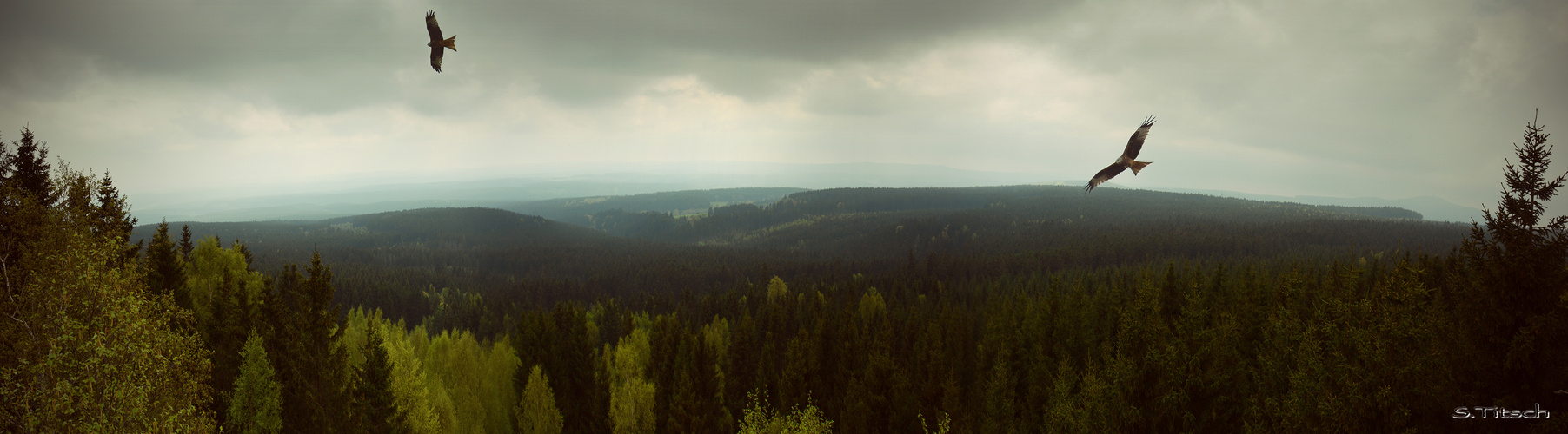 Der Milan im Harz