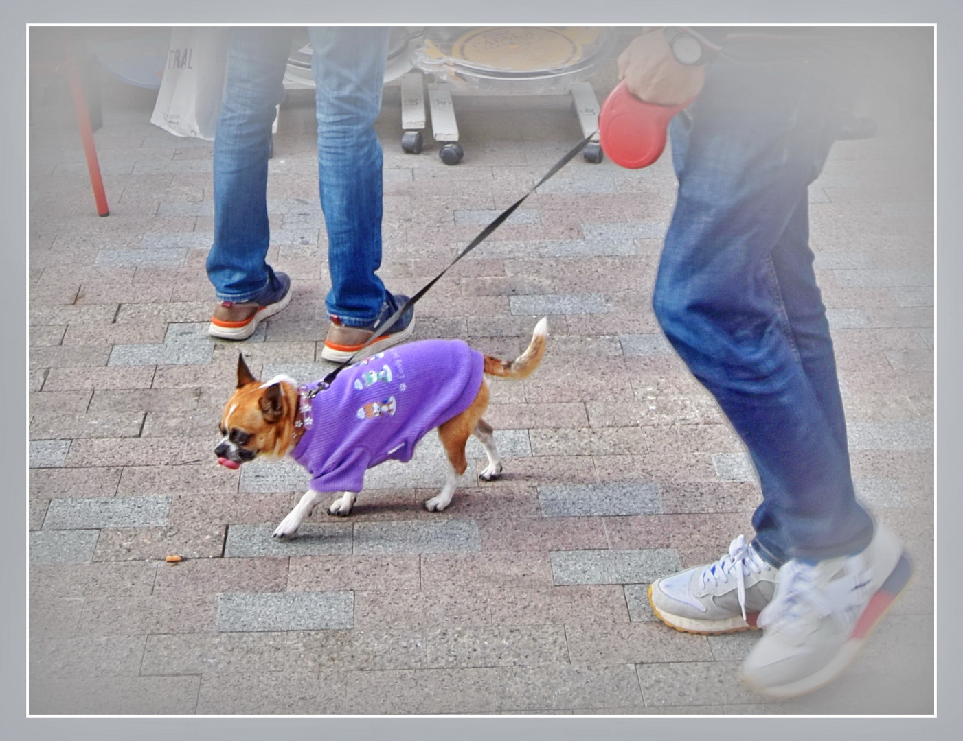 Der Milka Hund...