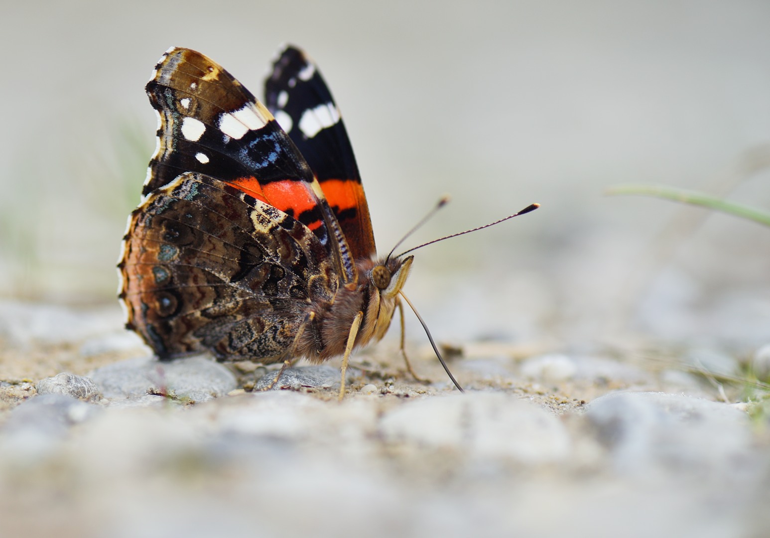 Der Mineraliensammler